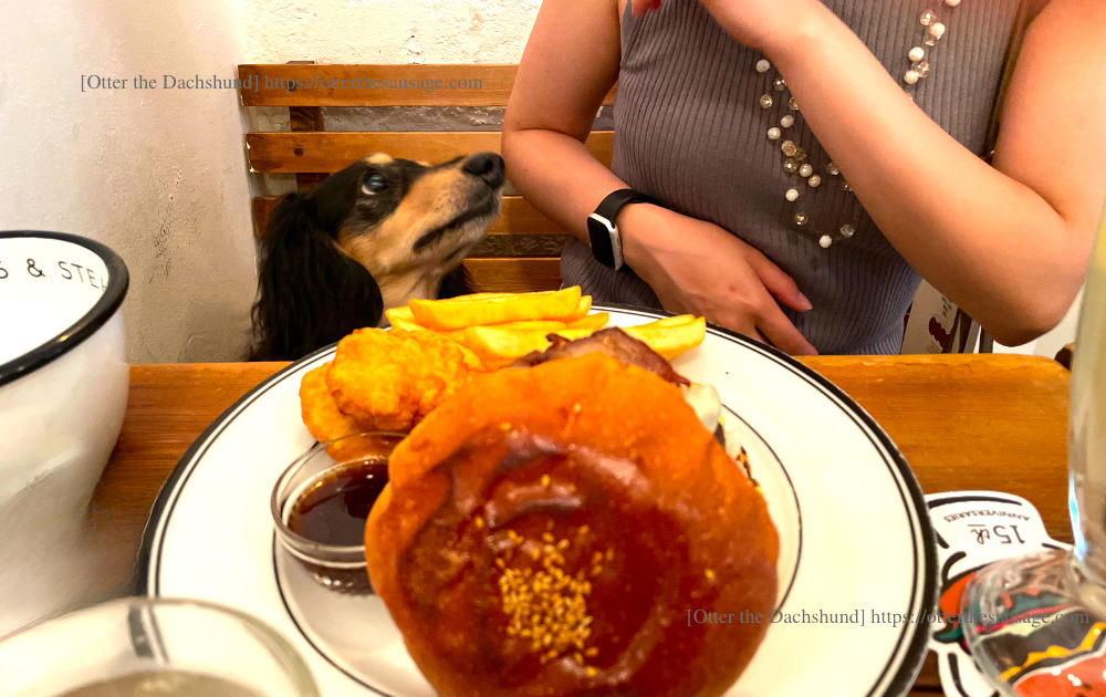 Otter the Dachshund_travel with dogs_hang out with dogs_犬旅ブログ_犬とお出かけブログ_tokyo-ebisu_burger-mania_バーガーマニア恵比寿_オッター_見上げる